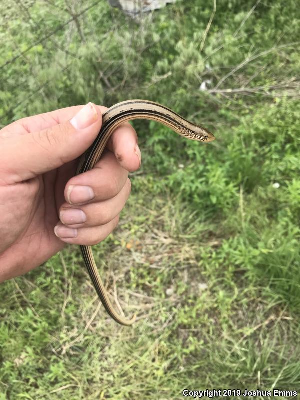 Western Slender Glass Lizard (Ophisaurus attenuatus attenuatus)