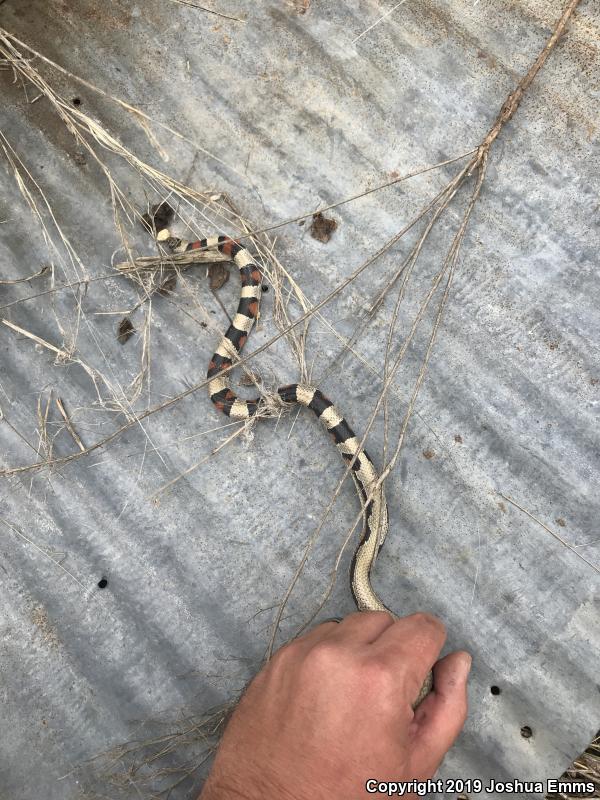 Central Plains Milksnake (Lampropeltis triangulum gentilis)