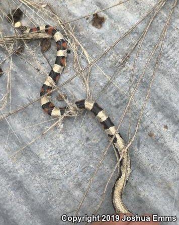 Central Plains Milksnake (Lampropeltis triangulum gentilis)