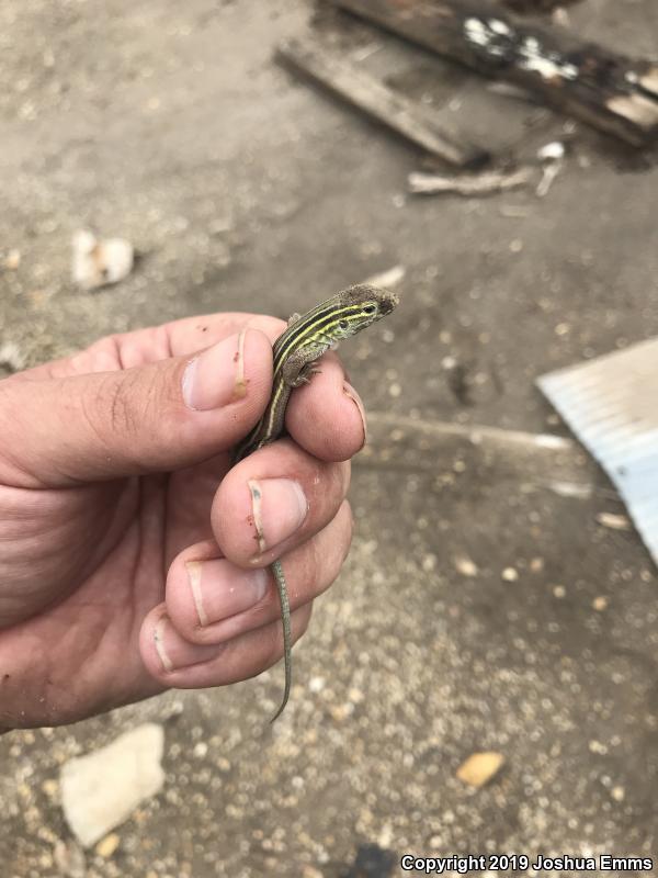 Prairie Racerunner (Aspidoscelis sexlineata viridis)