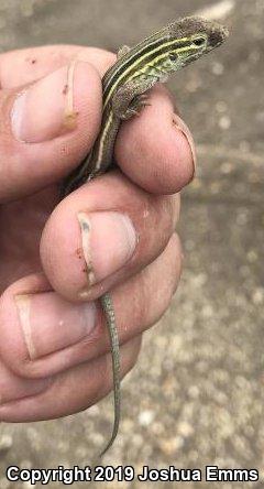 Prairie Racerunner (Aspidoscelis sexlineata viridis)