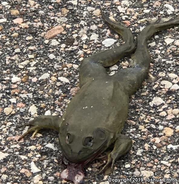 American Bullfrog (Lithobates catesbeianus)