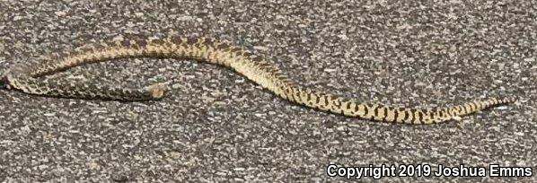 Bullsnake (Pituophis catenifer sayi)