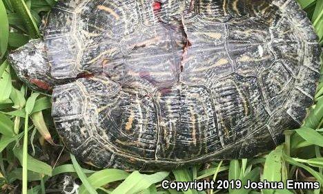 Red-eared Slider (Trachemys scripta elegans)