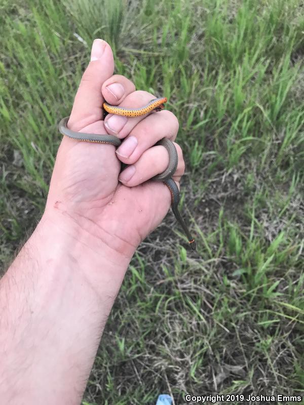 Prairie Ring-necked Snake (Diadophis punctatus arnyi)