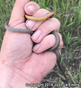 Prairie Ring-necked Snake (Diadophis punctatus arnyi)