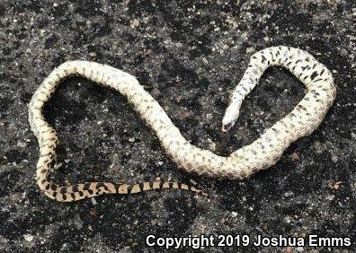 Bullsnake (Pituophis catenifer sayi)