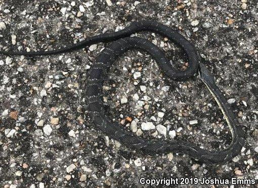 Great Plains Ratsnake (Pantherophis emoryi)