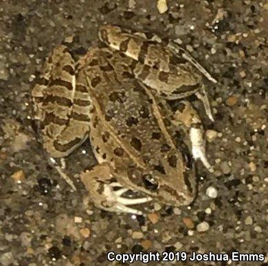 Plains Leopard Frog (Lithobates blairi)