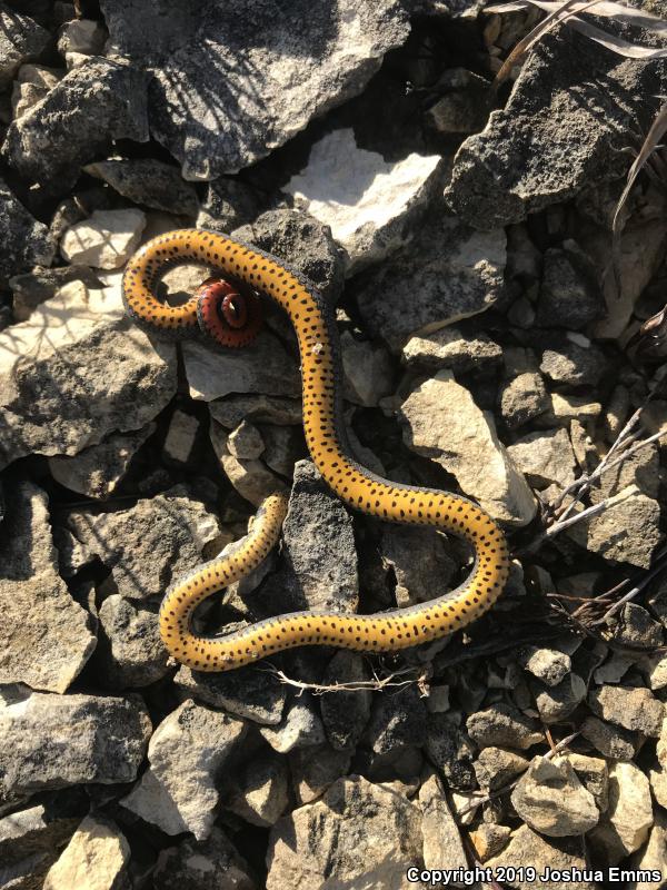 Prairie Ring-necked Snake (Diadophis punctatus arnyi)