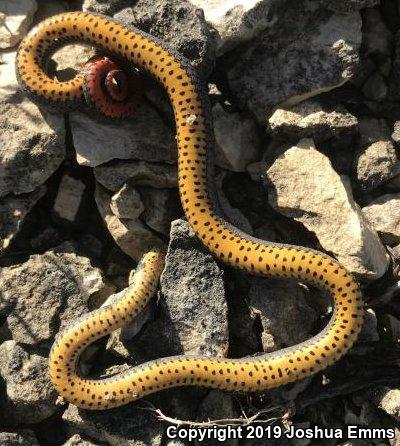 Prairie Ring-necked Snake (Diadophis punctatus arnyi)