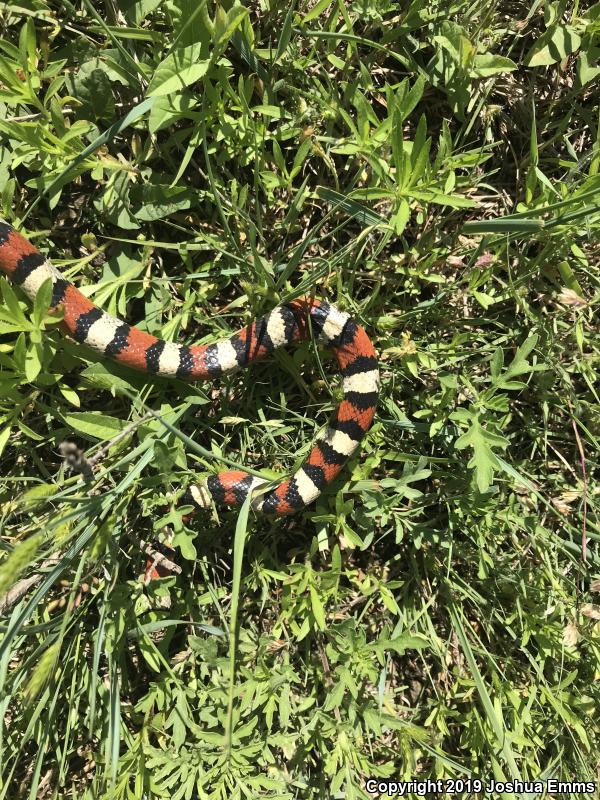 Central Plains Milksnake (Lampropeltis triangulum gentilis)