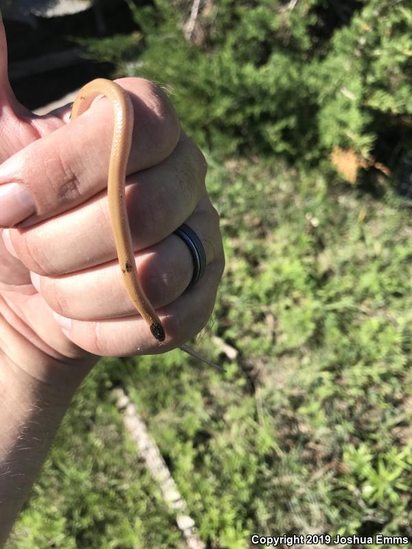 Plains Black-headed Snake (Tantilla nigriceps)