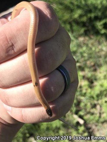 Plains Black-headed Snake (Tantilla nigriceps)