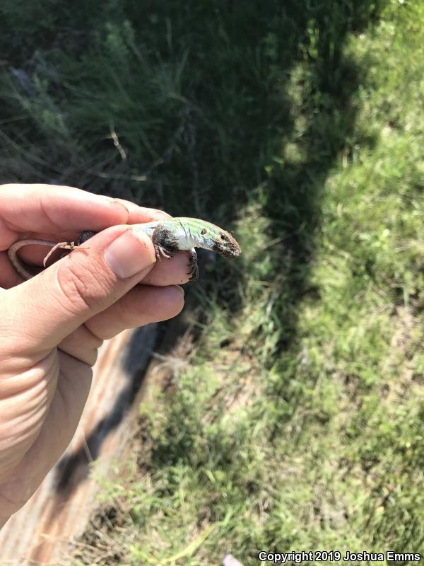 Prairie Racerunner (Aspidoscelis sexlineata viridis)