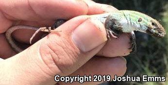 Prairie Racerunner (Aspidoscelis sexlineata viridis)