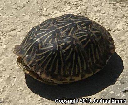 Ornate Box Turtle (Terrapene ornata ornata)