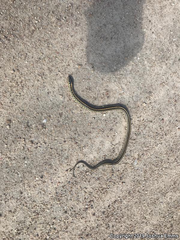 Plains Gartersnake (Thamnophis radix)