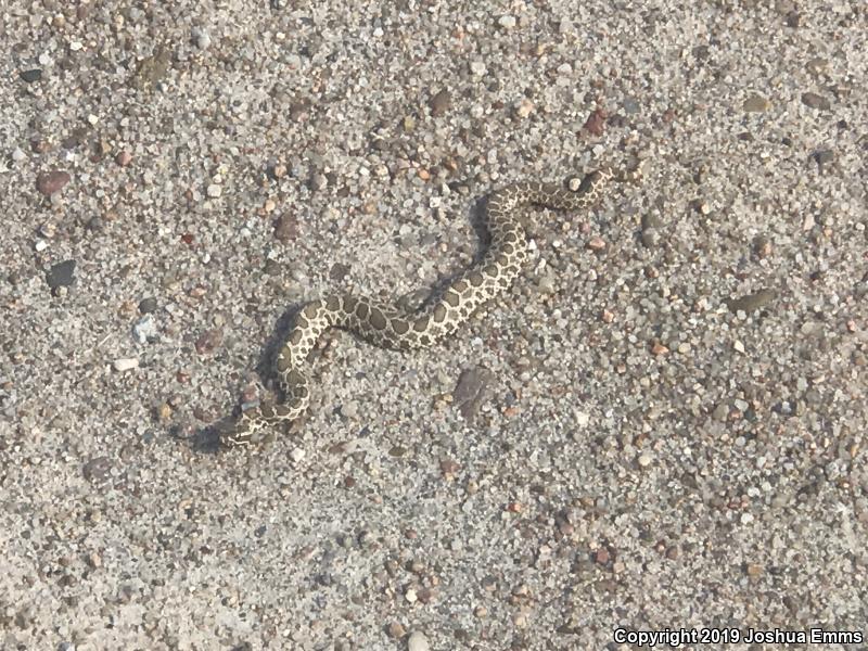 Western Massasauga (Sistrurus catenatus tergeminus)