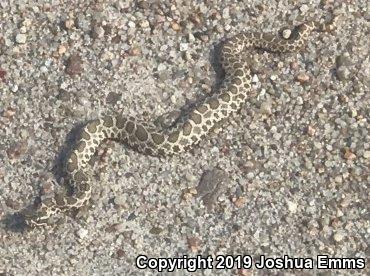 Western Massasauga (Sistrurus catenatus tergeminus)