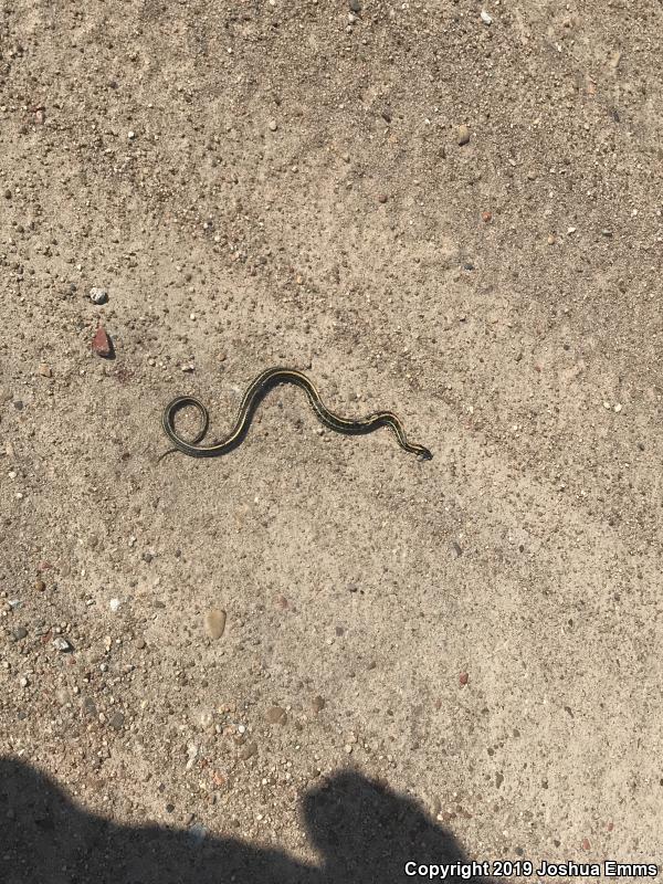 Plains Gartersnake (Thamnophis radix)