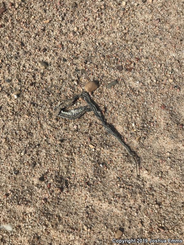 Plains Gartersnake (Thamnophis radix)