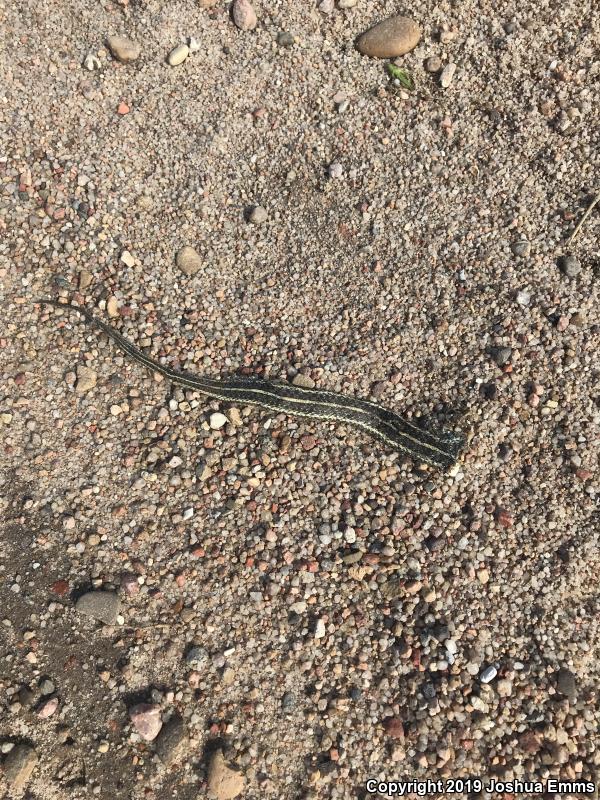 Plains Gartersnake (Thamnophis radix)