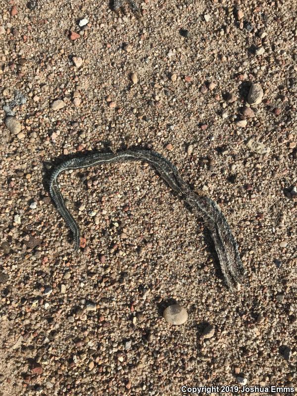 Red-sided Gartersnake (Thamnophis sirtalis parietalis)