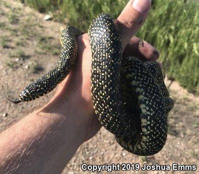 Speckled Kingsnake (Lampropeltis getula holbrooki)