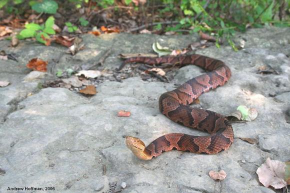 Northern  Copperhead (Agkistrodon contortrix mokasen)