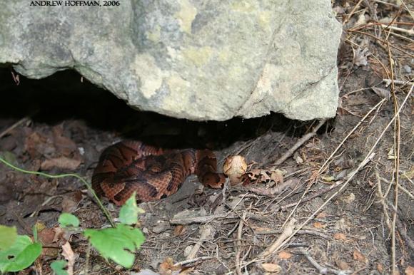 Northern  Copperhead (Agkistrodon contortrix mokasen)