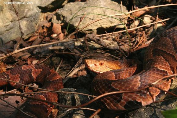 Northern  Copperhead (Agkistrodon contortrix mokasen)