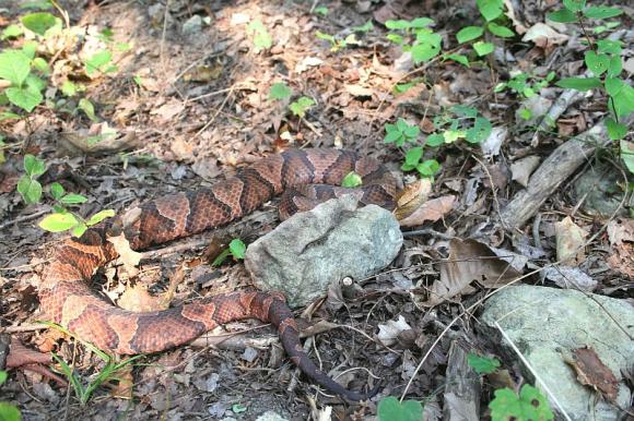 Northern  Copperhead (Agkistrodon contortrix mokasen)