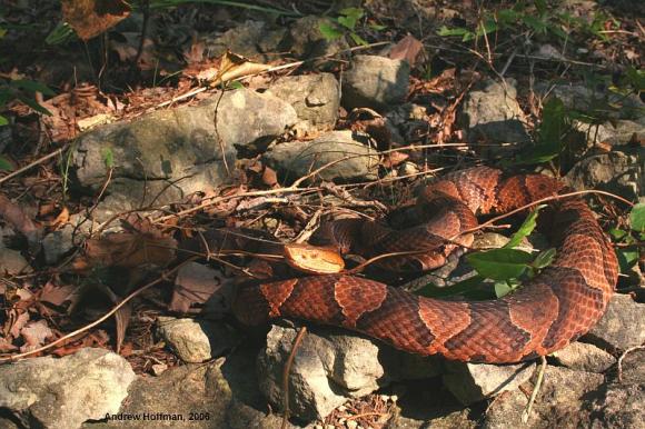 Northern  Copperhead (Agkistrodon contortrix mokasen)