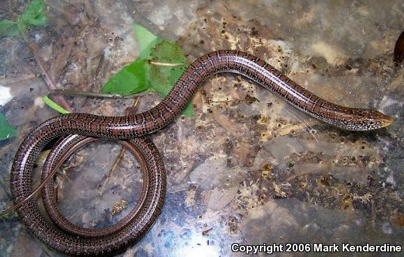 Eastern Slender Glass Lizard (Ophisaurus attenuatus longicaudus)