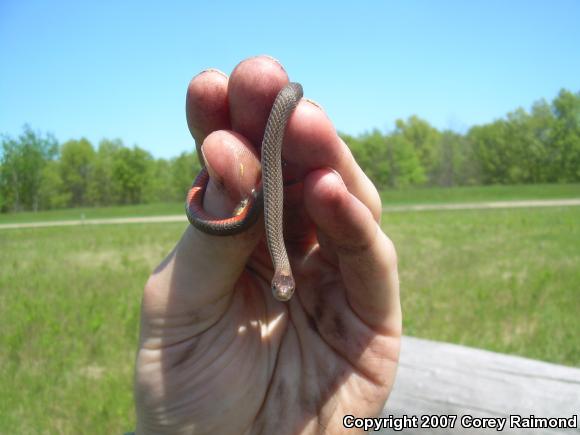 Northern Red-bellied Snake (Storeria occipitomaculata occipitomaculata)