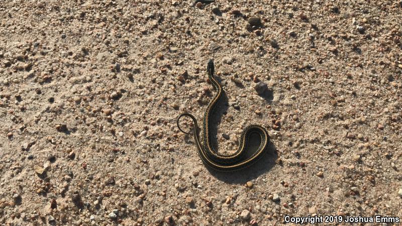 Plains Gartersnake (Thamnophis radix)