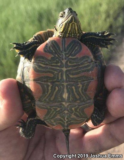 Western Painted Turtle (Chrysemys picta bellii)