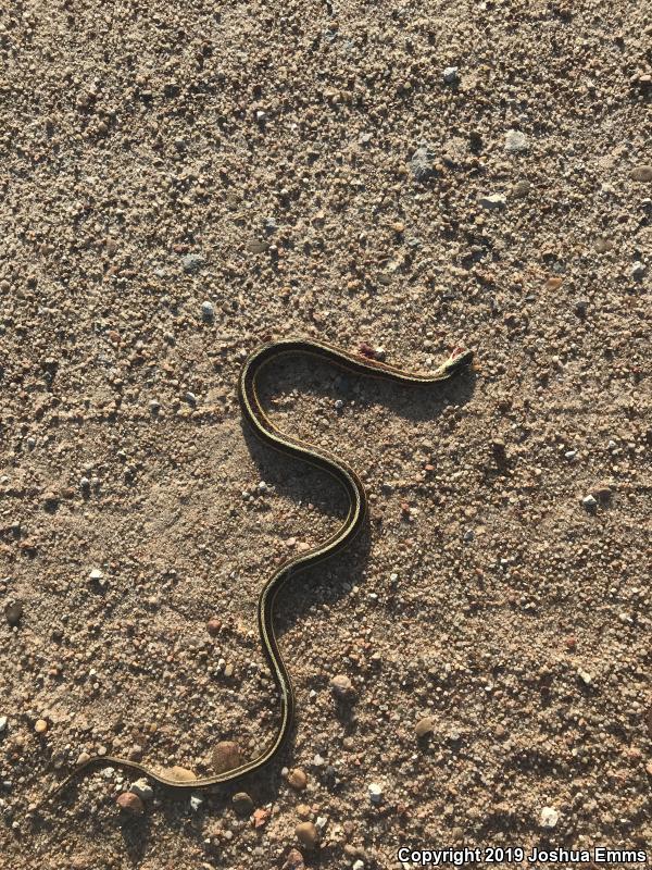 Red-sided Gartersnake (Thamnophis sirtalis parietalis)