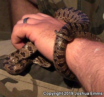 Prairie Kingsnake (Lampropeltis calligaster calligaster)