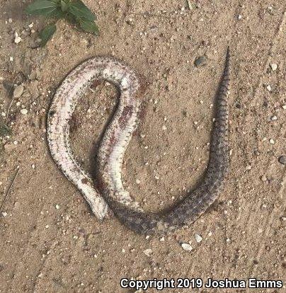 Bullsnake (Pituophis catenifer sayi)