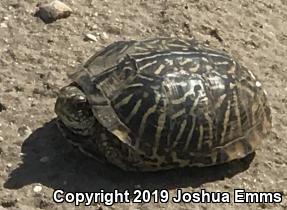 Ornate Box Turtle (Terrapene ornata ornata)