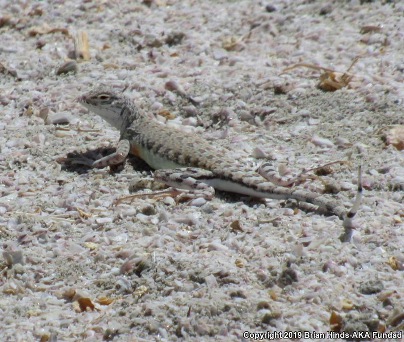 Zebratail Lizard (Callisaurus draconoides)