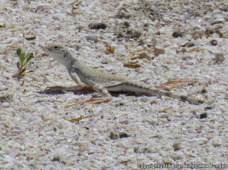 Zebratail Lizard (Callisaurus draconoides)