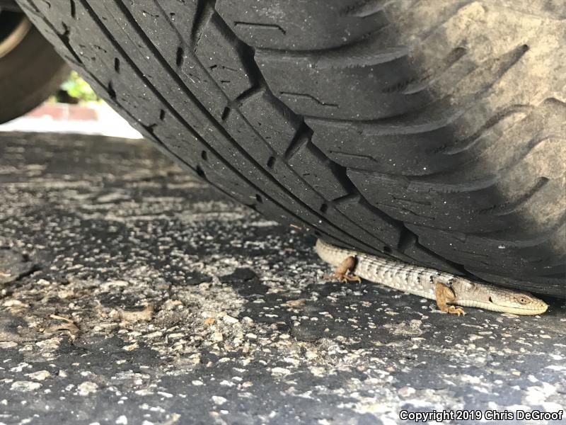 San Diego Alligator Lizard (Elgaria multicarinata webbii)