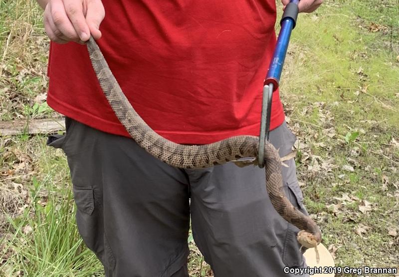 Northern  Copperhead (Agkistrodon contortrix mokasen)