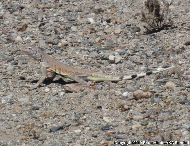 Zebratail Lizard (Callisaurus draconoides)