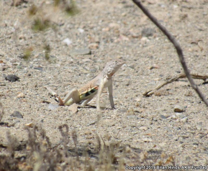 Zebratail Lizard (Callisaurus draconoides)