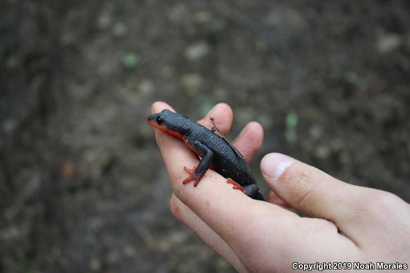 Red-bellied Newt (Taricha rivularis)