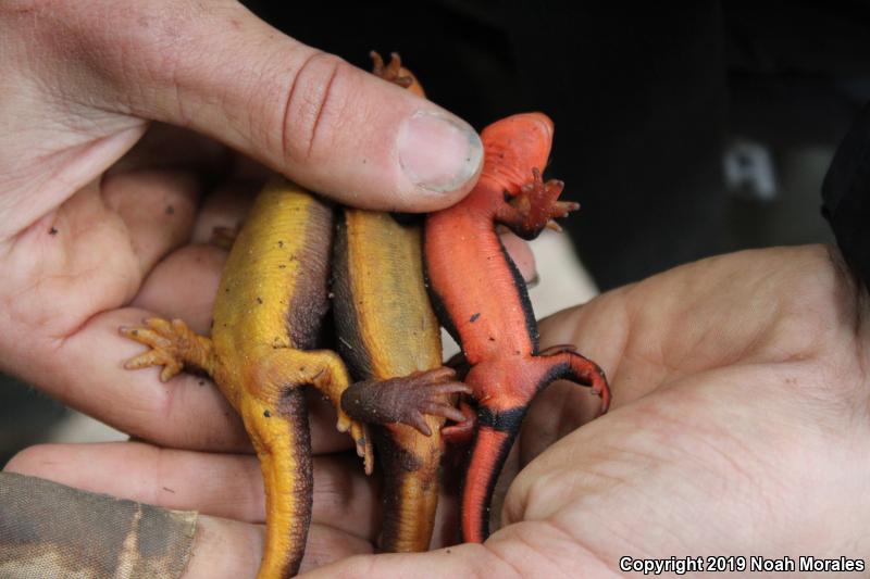 Red-bellied Newt (Taricha rivularis)